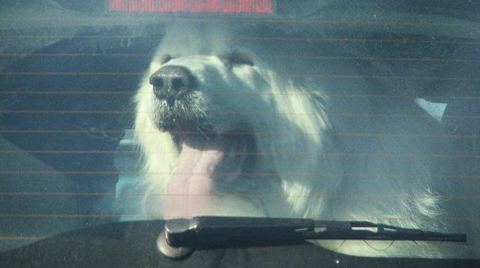 Il cane morì nell’auto parcheggiata: 3mila euro di multa