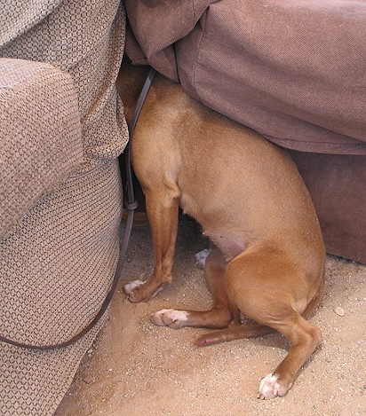 Cani perduti o fuggiti per i botti: diminuiti ma ancora molti