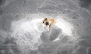 labrador neve