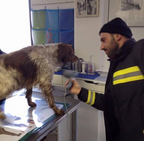 Il lago si ghiaccia e intrappola il cagnolino: lo recuperano i pompieri