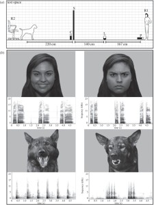 In alto, l'area in cui si è svolto il test: R1 e R2 sono i ricercatori, S è lo schermo, C la videocamera che riprende le risposte del cane, L e P gli altoparlanti e il proiettore. Sotto, alcuni stimoli iconografici e auditivi sottoposti al cane