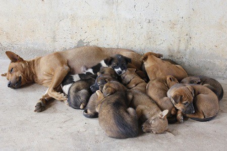 Stop al randagismo, dal Pd la proposta: “Sterilizzazione o tassa per i cani non a riproduzione”