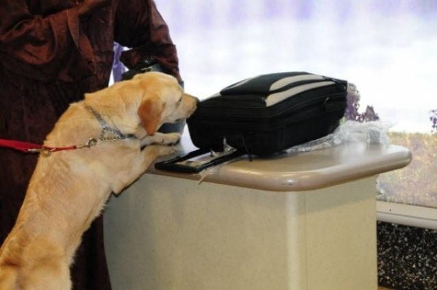 Cane fiuta-soldi ritrova i risparmi di una vita perduti da due anziani. Li avevano nascosti, troppo bene, in cucina