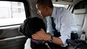Sventato rapimento del first dog Bo. Il cane di Obama nel mirino di un sedicente Gesù