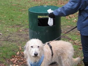 Raccogliere la pupù del cane: a Trieste troppo pochi lo fanno