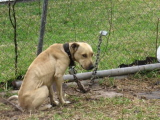 Stop all’uso di tenere il cane alla catena. Qualazampa firma la PETizione