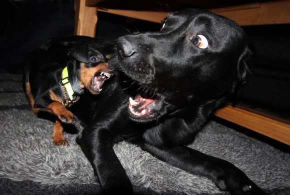 Perché i cani piccoli provocano quelli grandi?