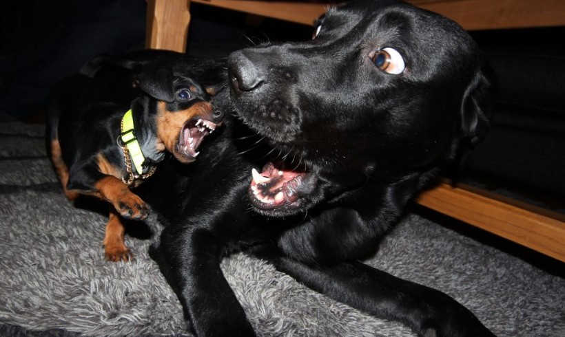 Perché i cani piccoli provocano quelli grandi?