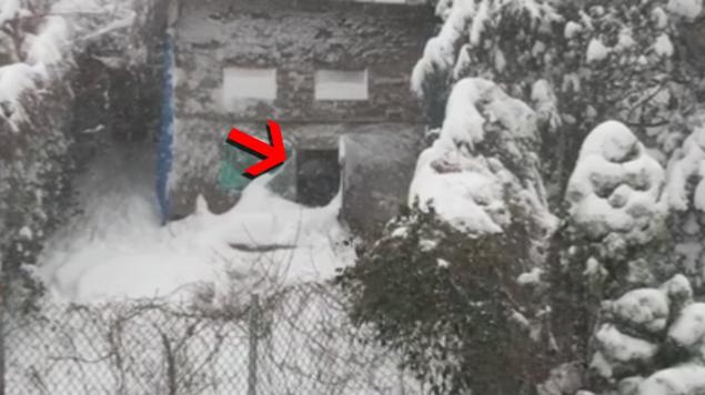 A NYC cane lasciato al gelo in giardino nella tempesta Jonas. Il video su Facebook lo salva