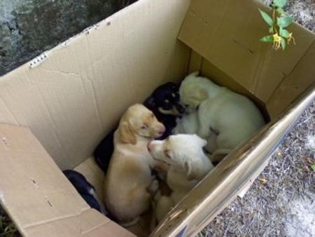 A Pistoia i vigili salvano sei cuccioli abbandonati a un cassonetto. Presto adottabili