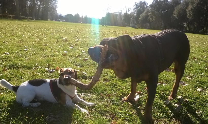 “Non lanciate bastoni ai cani, è pericoloso”: allarme dei veterinari della Corona