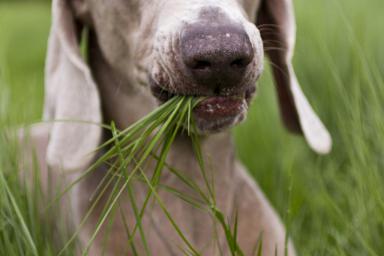 perché i cani mangiano erba