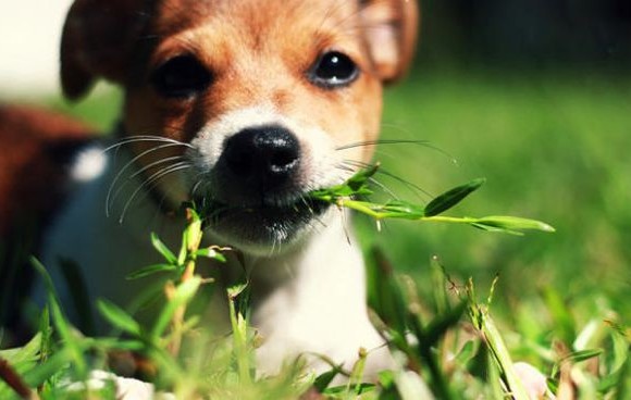 Perché il cane mangia l’erba?