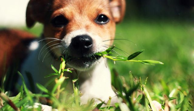 Perché il cane mangia l’erba?