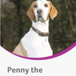 Penny, tra i candidati al premio: investita e lasciata a morire sul bordo della strada
