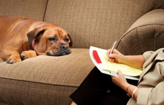 Anche il cane va dallo psicologo. E spesso il suo problema siamo noi