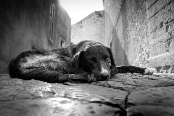 Torturano e uccidono un cane: PETizione perché siano puniti secondo la legge