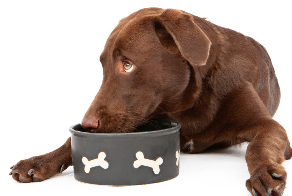 Zuppa di verdure per cani