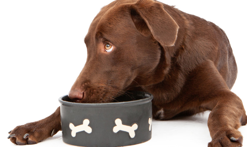 Zuppa di verdure per cani