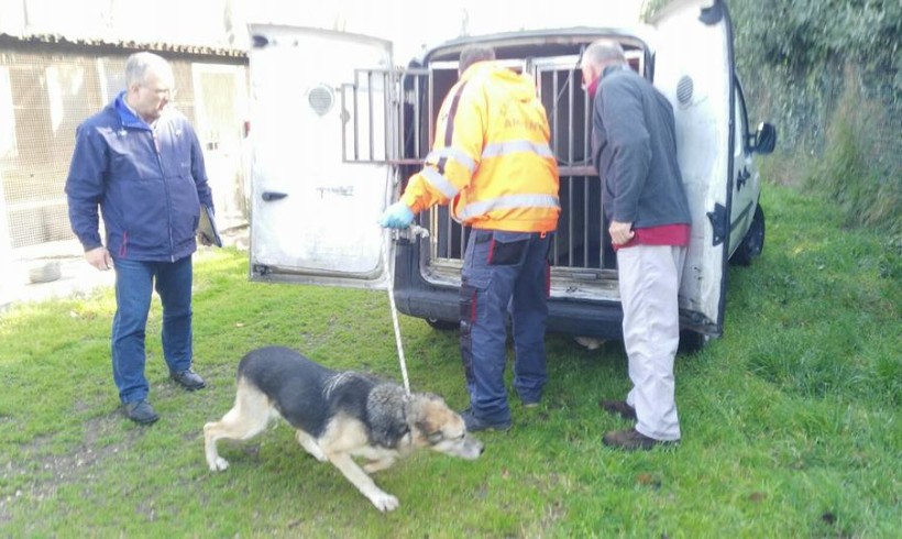 Canili di Roma, Michela Vittoria Brambilla chiede garanzie per i cani