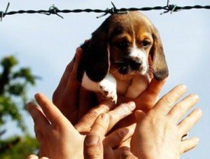 Una delle immagini simbolo della liberazione dei cuccioli di Green Hill