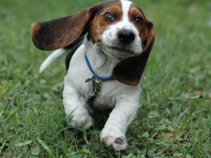 Un cucciolo di razza beagle
