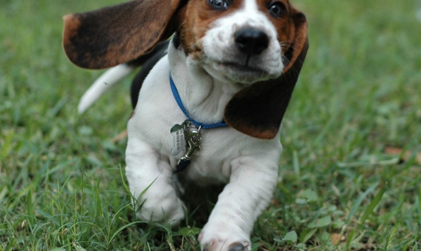 Cadono nel pozzo inseguendo un cinghiale: cinque beagle muoiono annegati