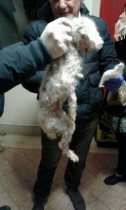 Maltrattamento cani Pomezia (foto Earth) 3