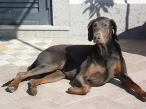 E' stato un dobermann come il cane nella foto a sventare il furto