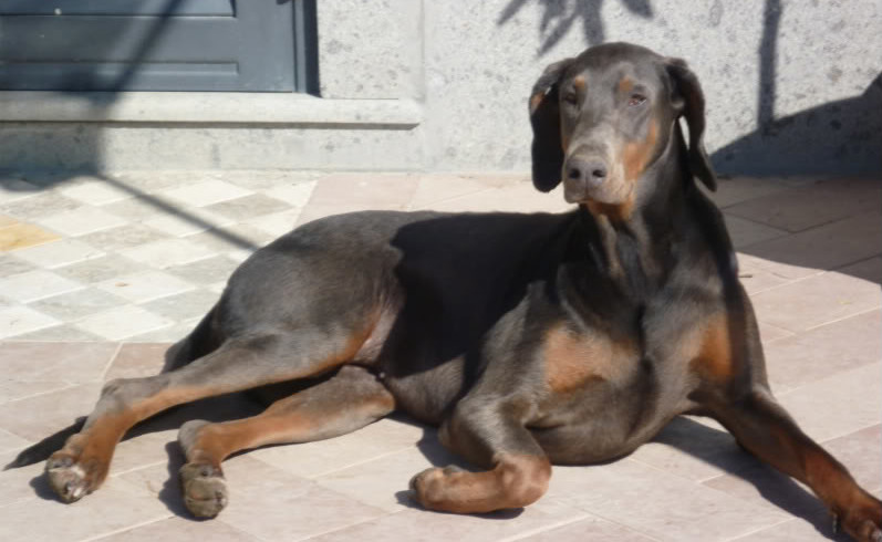 Cane sventa furto con un morso all’intruso. Ora il ladro vuole i danni