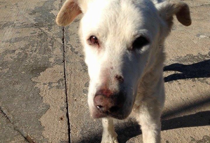 E’ vecchio e malato, lo lasciano morire di stenti. Il cane Sergio salvato da LNDC