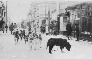 Il cane Balto in un'immagine d'epoca