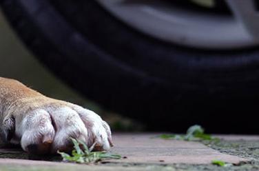 Ha ucciso il cane trascinandolo con l’auto: via al processo. Nel Canavese, invece, cani trascinati con l’Ape restano al proprietario