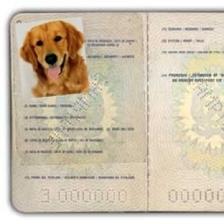 All’estero a 6 zampe? Serve il “pet passport”. In Toscana la Asl Centro spiega come