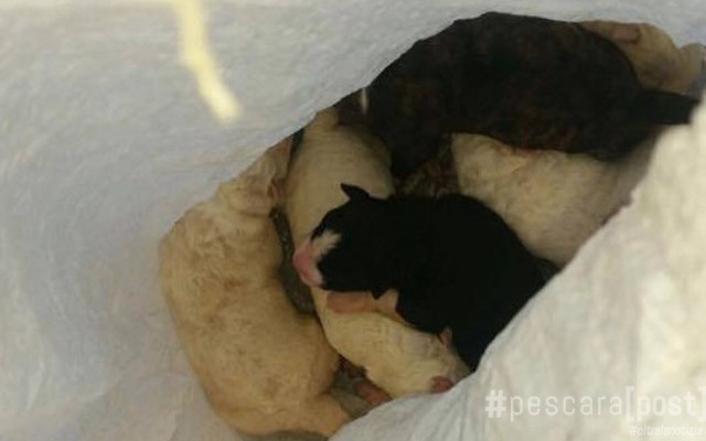 Otto neonati e un cucciolone tutti salvati da Lndc