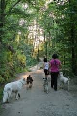 Passeggiare a sei zampe: per passione e per sport! Alla scoperta del DTE