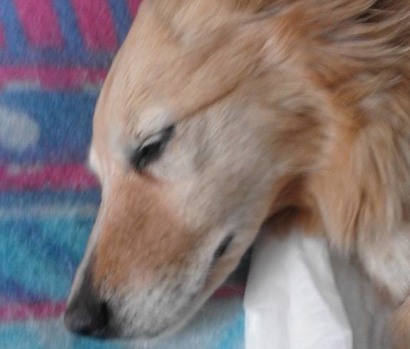 Giustizia per Frittella: Qualazampa firma la PETizione per la cagnolina vittima di stupro