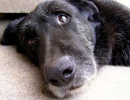 Ascensore vietato al cane con l’artrosi: la legge dice che non si può