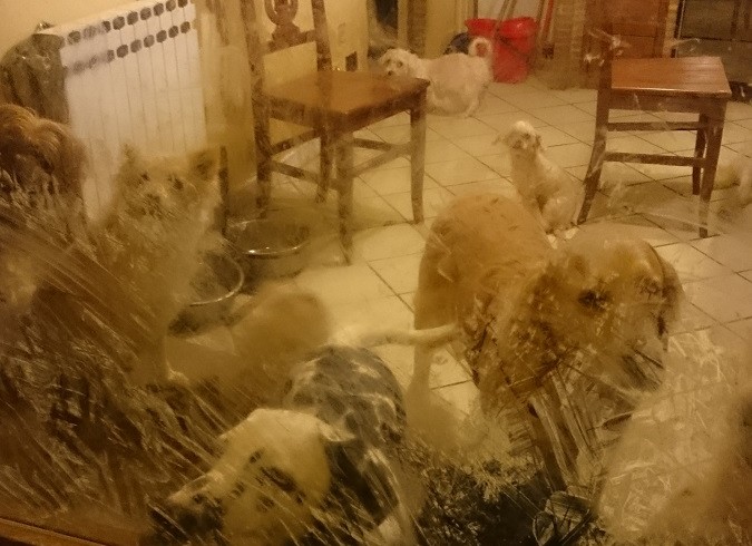 In Valdarno sequestrato allevamento abusivo di cani