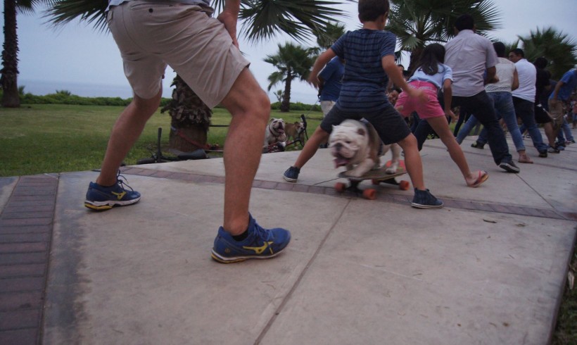 Otto, il cane skater: dopo il guinness ora si allena per un nuovo titolo