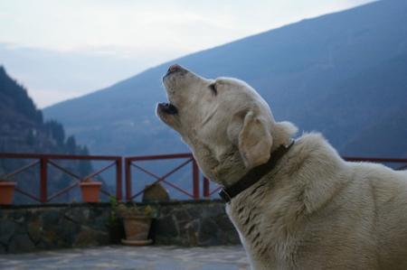 Perché i cani ululano alle sirene?