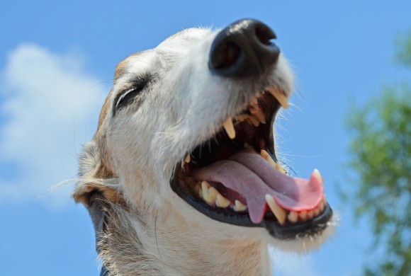 Perché il cane starnutisce?