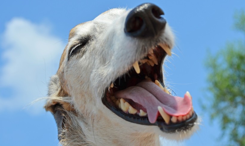 Perché il cane starnutisce?