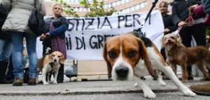 Fuori dal palazzo di giustizia, oggi, anche i beagle liberati e ormai cresciuti