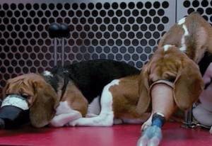 Cani sottoposti a test di laboratorio in un'immagine generica