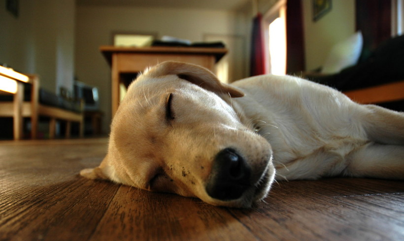 Perché i cani a volte “corrono” mentre dormono?