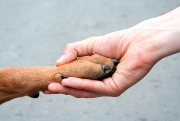 Perché i cani danno la zampa?