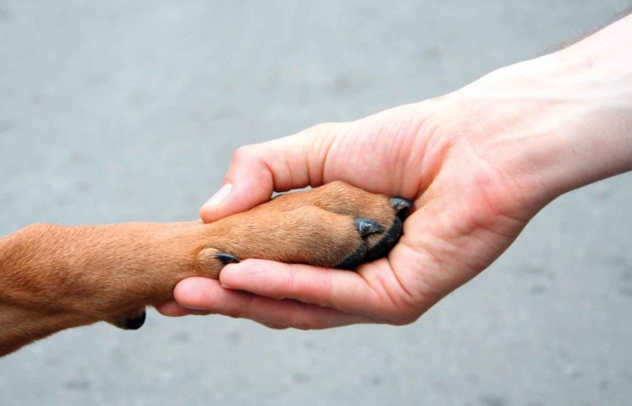 Perché i cani danno la zampa?