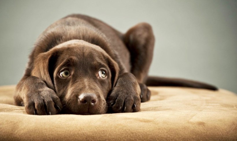 Perché i cani hanno paura dei tuoni?