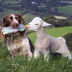 Gli agnellini non se li mangia neanche il cane. E tu?